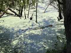 Alligator mississippiensis