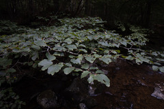 Hamamelis
