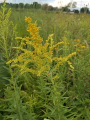 Solidago