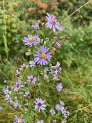 Symphyotrichum ciliolatum