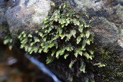 Porella platyphylla