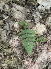 Dryopteris intermedia