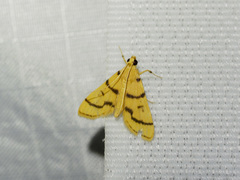 Dichocrocis