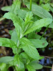 Teucrium scordium