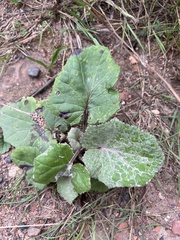 Phytomyza albiceps group