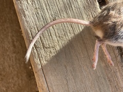 Peromyscus sonoriensis