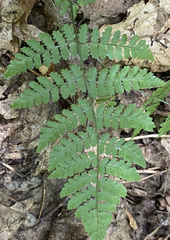 Dryopteris intermedia