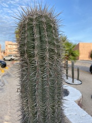 Pachycereus pringlei