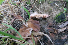 Lyophyllum decastes