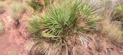 Chamaerops humilis