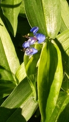 Commelina diffusa