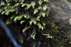 Porella platyphylla
