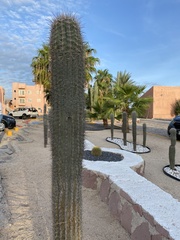 Pachycereus pringlei