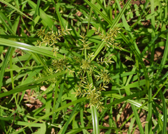 Cyperus amuricus