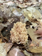 Ramaria formosa