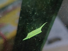 Tropidomantis gressitti