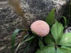 Rhodotus palmatus