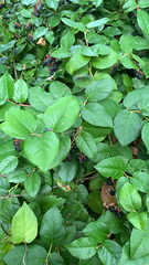 Gaultheria shallon
