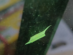 Tropidomantis gressitti