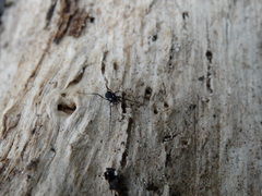 Nemastoma bimaculatum