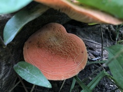 Rhodotus palmatus