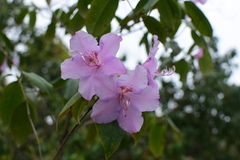 Rhododendron latoucheae