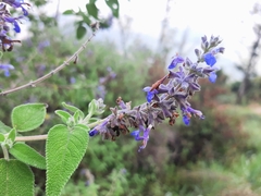 Salvia melissodora