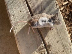 Peromyscus sonoriensis