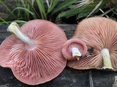 Rhodotus palmatus