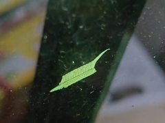Tropidomantis gressitti