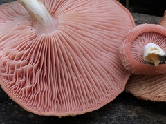 Rhodotus palmatus