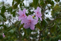 Rhododendron latoucheae
