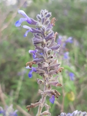 Salvia melissodora