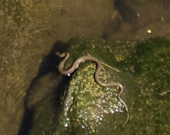 Natrix tessellata