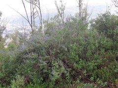 Salvia melissodora