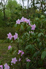Rhododendron latoucheae