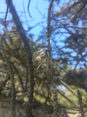 Ramalina canariensis