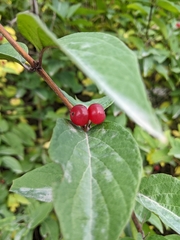Shepherdia canadensis