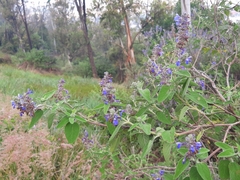 Salvia melissodora