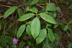 Rhododendron latoucheae