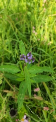 Verbena
