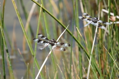 Libellula forensis