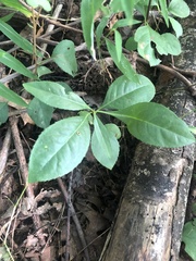 Celastrus orbiculatus