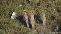Aloe ferox