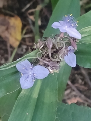 Tradescantia subaspera