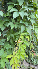 Parthenocissus inserta