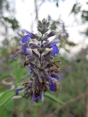 Salvia melissodora