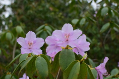 Rhododendron latoucheae