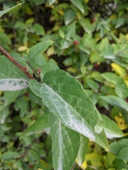Shepherdia canadensis