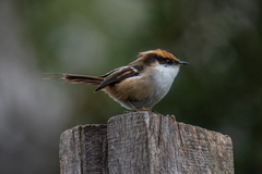 Aphrastura spinicauda